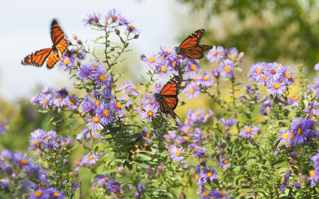 Plant of the Month: Ask Her about Asters!